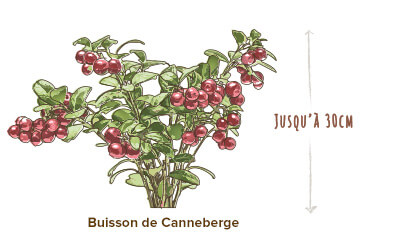 illustration canneberge