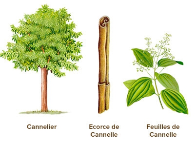 illustration cannelle