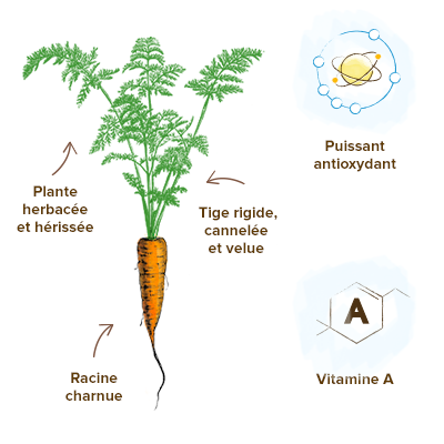Les 7 vertus et bienfaits de la carotte - FemininBio