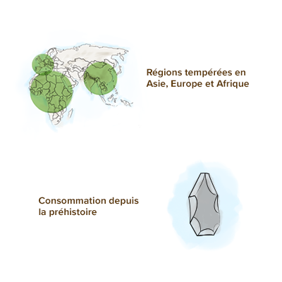 Maté - Bienfaits, Vertus, Propriétés, Origine, Posologie