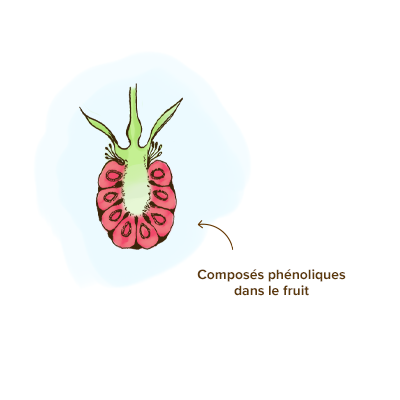 composes-phenoliques-cetone-de-framboise