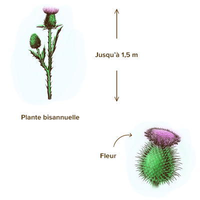 apparence-plante-chardon-marie