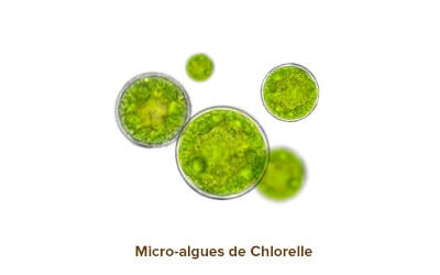 illustration chlorella