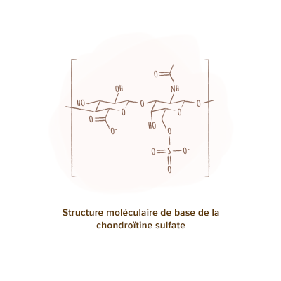 structure-chimique-chondroitine