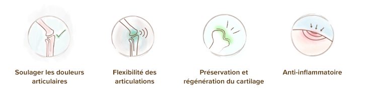 proprietes-chondroitine