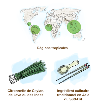 origine-citronnelle