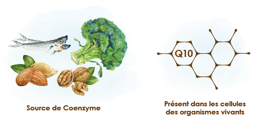 origine-du-co-enzyme-q10