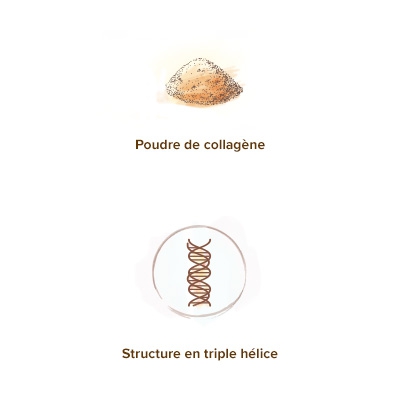 Apparence-du-collagene