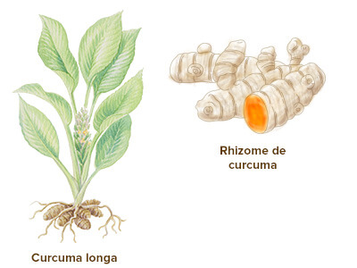 illustration curcuma