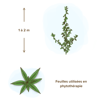 apparence-damiana-plante