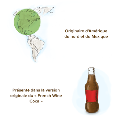 origine-geographique-historique-damiana