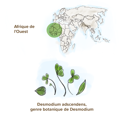 origine-desmodium