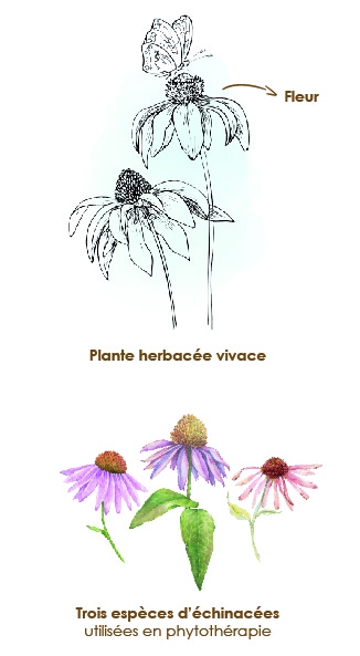 Apparence-composition-et-formats-echinacea