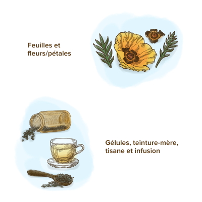 feuilles-fleurs-galeniques-escholtzia