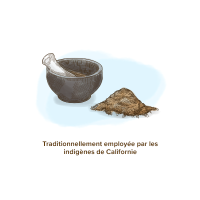 escholtzia-origines-indigenes-californie