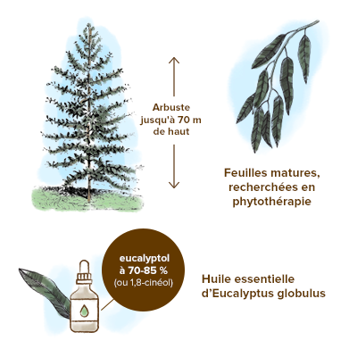 Eucalyptus : fiche de culture