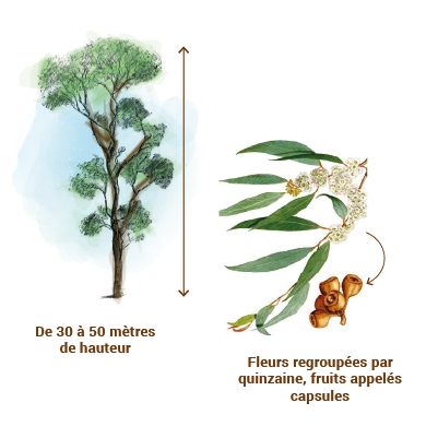 eucalyptus-radiata-apparence-arbre