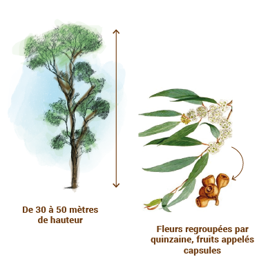 Fiche : l'HE d'eucalyptus radié