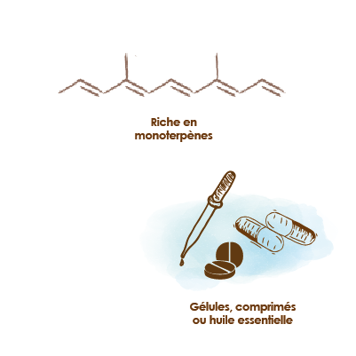 eucalyptus-radiata-apparence-molecule