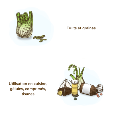 utilisations-formes-galeniques-fenouil