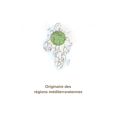 origine-geographique-fenouil