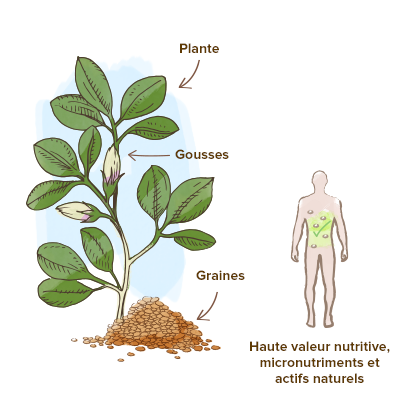 Les multiples secrets de l'huile de graines de fenugrec – L'Eveil