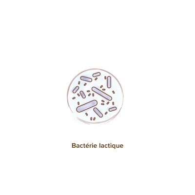 apparence_des _ferments_lactiques
