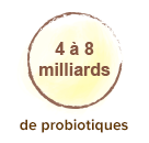 Posologie-ferments-lactiques-probiotiques