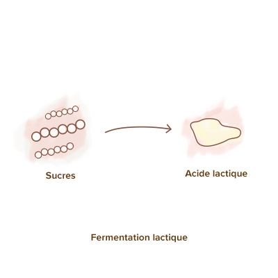 FERMENTS LACTIQUES