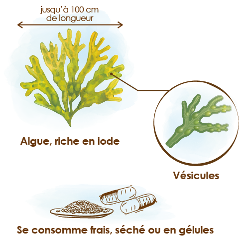 Apparence-composition-et-formats-du fucus