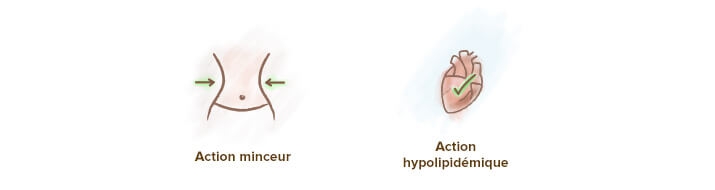 propriétés garcinia