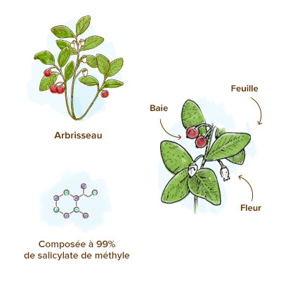 Huile essentielle Gaulthérie & ses Bienfaits