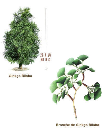 illustration-ginkgo-biloba