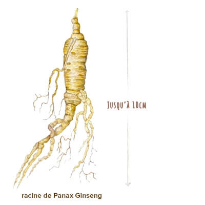 illustration ginseng