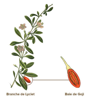 illustration goji