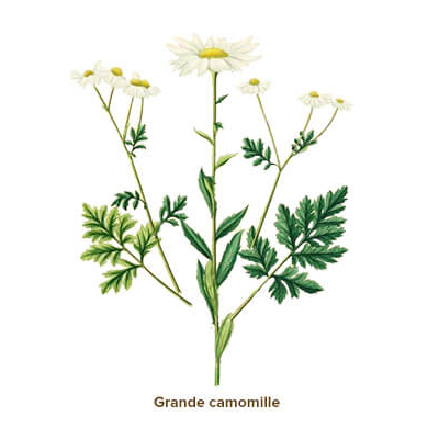 Tisane du Grand-St-Bernard – Camomille