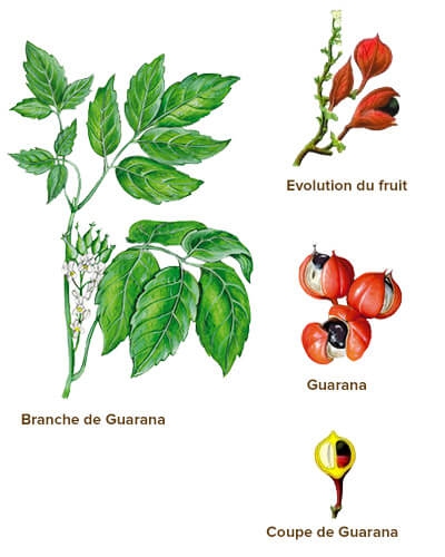 illustration guarana