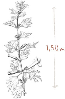 illustration harpagophytum
