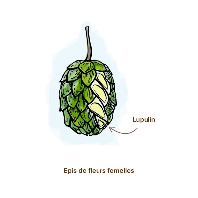 houblon-apparence