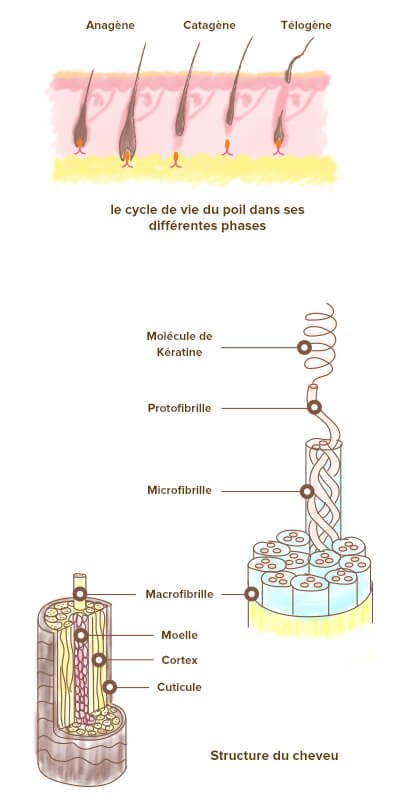 Structure cheveux keratine