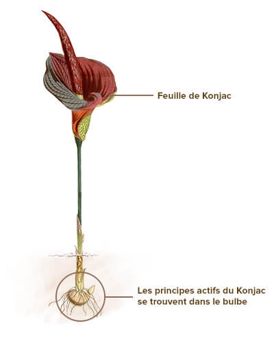 Konjac : propriétés, avantages et où l'acheter - Oriental Market