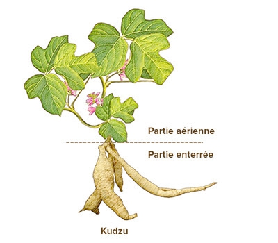 illustration kudzu