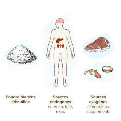 apparence-l-carnitine