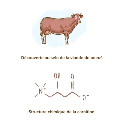 origine-carnitine