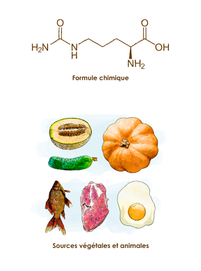 apparence-composition-l-citrulline