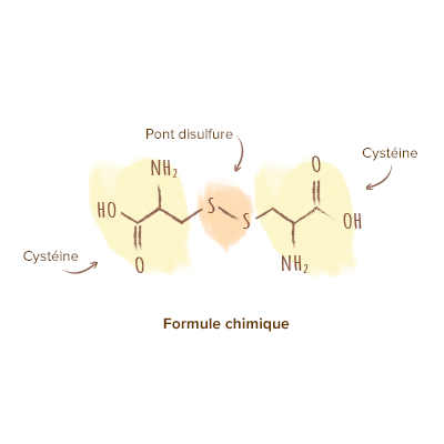 Qu'est-ce que la L-Cystine ? Origine, Bienfaits et Posologie ...