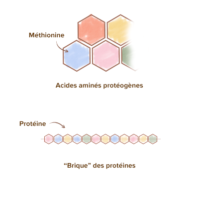 Apparence-brique-l-methionine