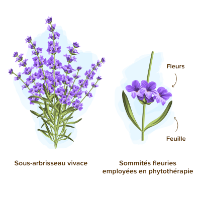 Lavande (Lavandula angustifolia) : propriétés, bienfaits de cette plante en  phytothérapie - Doctissimo