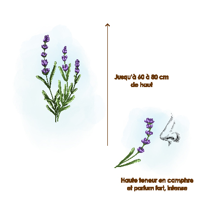 Lavandin-super-plante