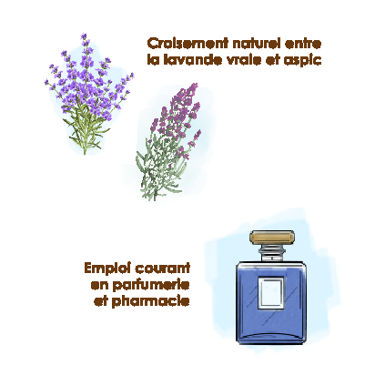 lavandin-super-apparence